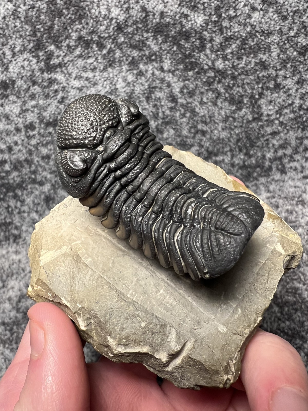 Exceptional Moroccops sp. Trilobite Fossil – Stunning Flying Preparation