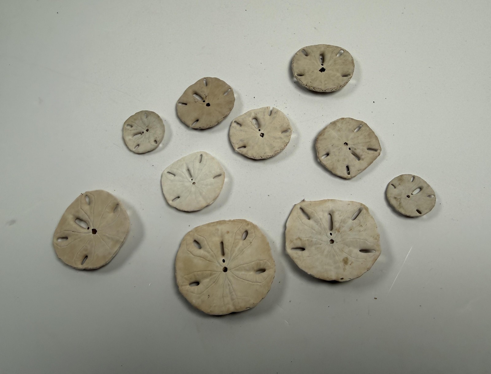 Sand Dollar Shells Lot Of 10 Natural White Beige Beach Decor Small