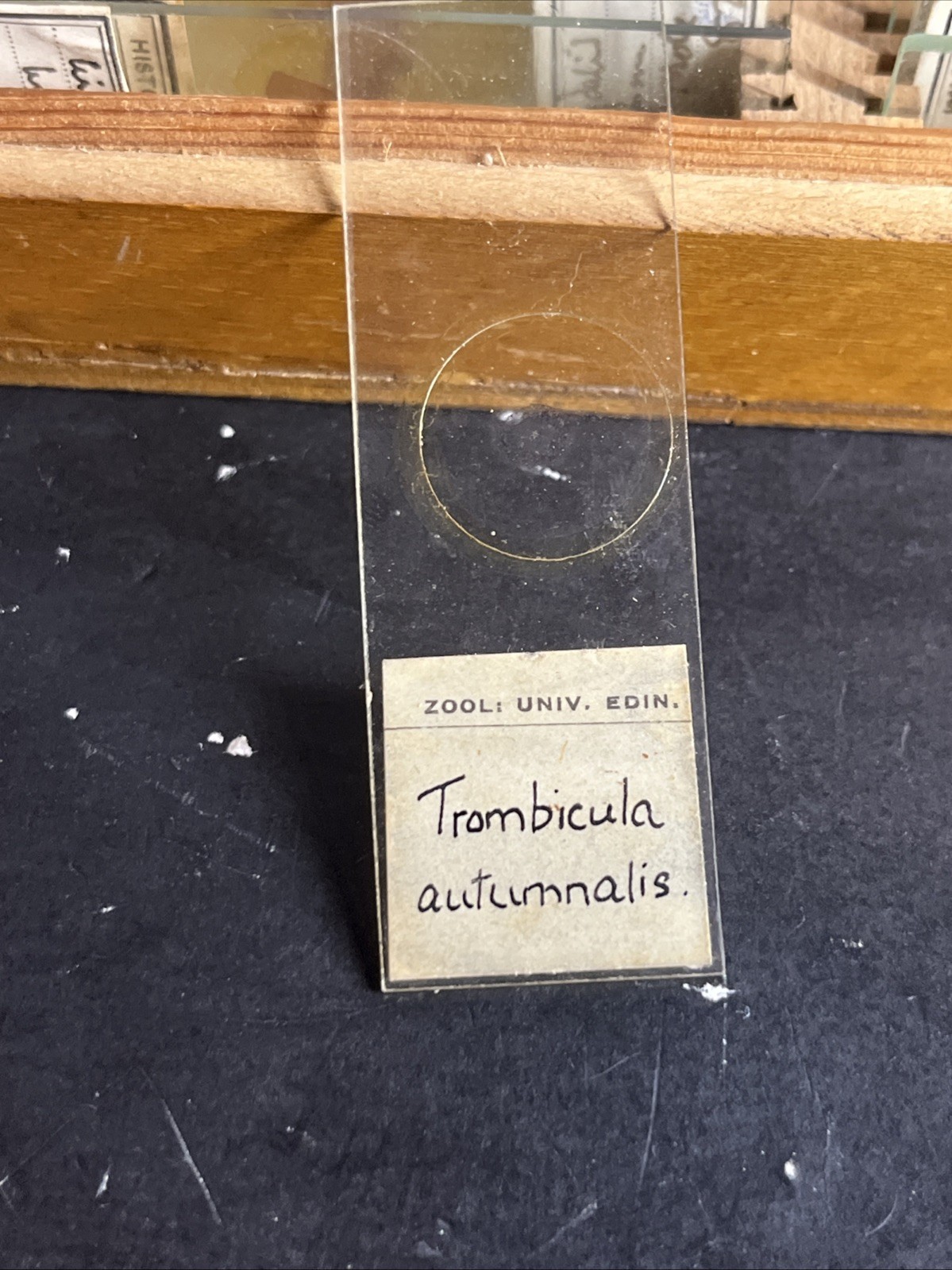 Antique 1936 University of Edinburgh Histology Microscope Slide Set Case 83