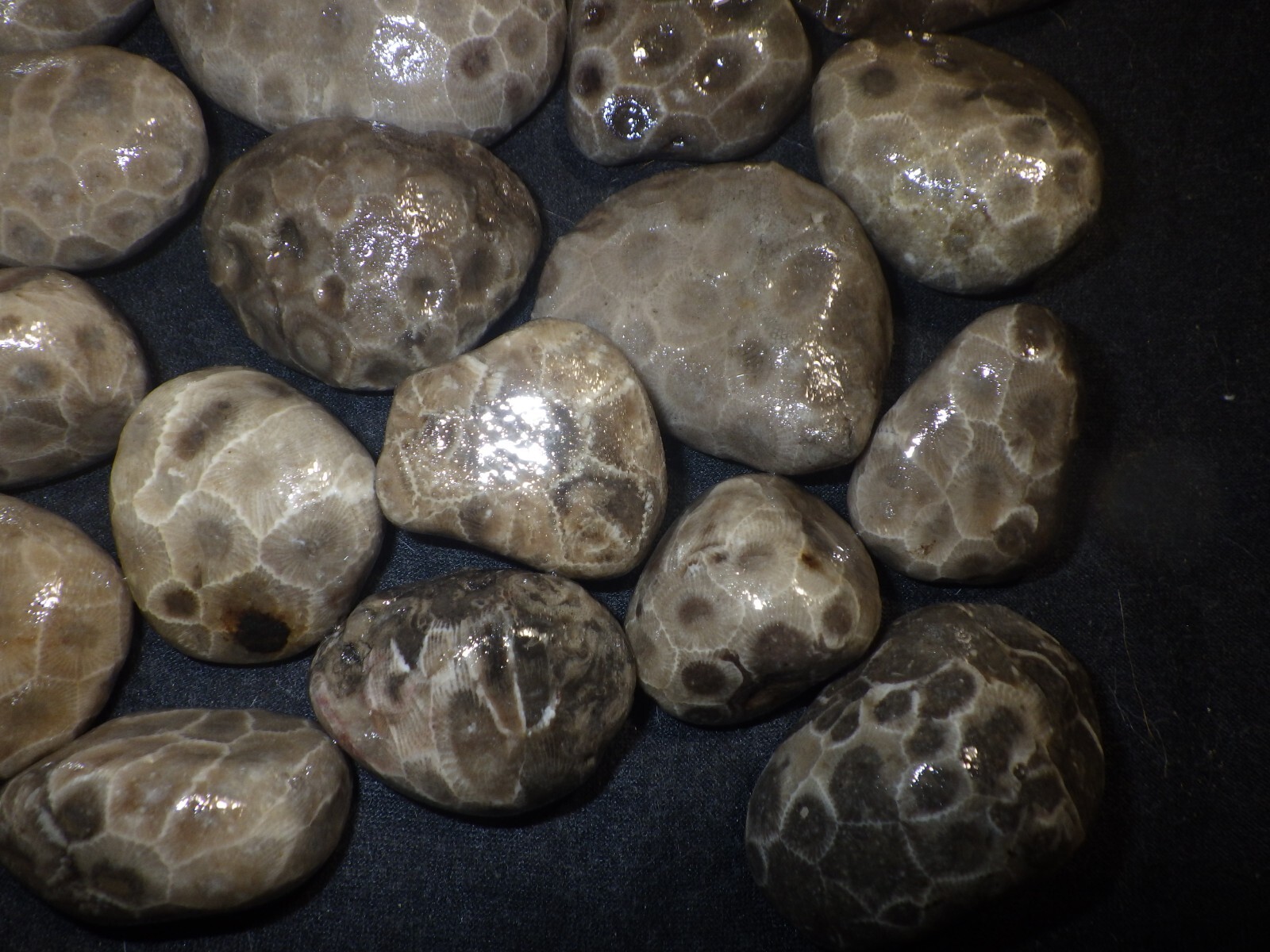 Unpolished Petoskey Stones 2lbs 8.0 oz