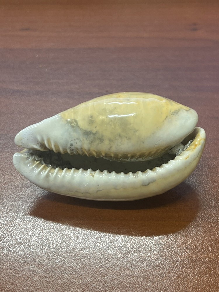 EXTINCT Fossilized COWRIE Shell From Central Florida , Pliocene Era.