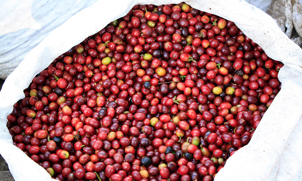 100% HAWAIIAN / KONA COFFEE BEANS MEDIUM ROASTED 2 / 12 POUNDS