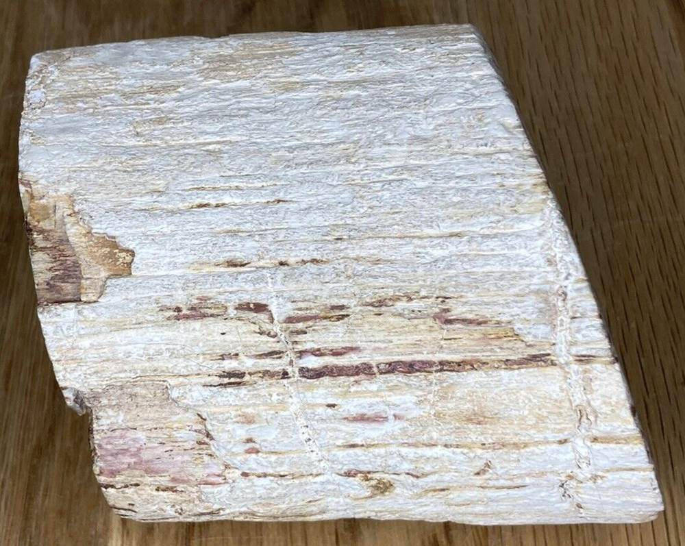 Fossil Specimen, Silicified Tree Branch Section, USA, 90mm