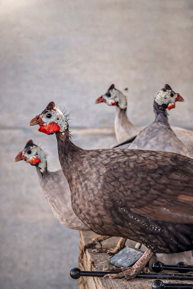Guinea Fowl Hatching Eggs 6 (PRE-ORDER)