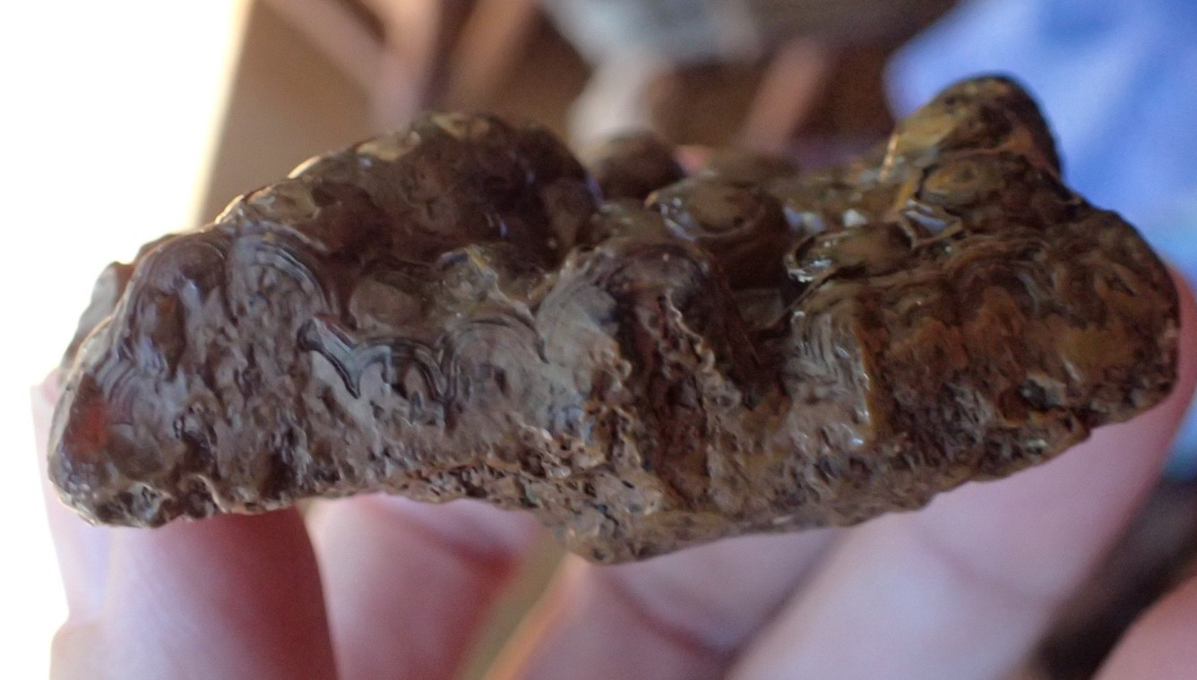 Botryoidal Fossil Coral Geode Fragment GA Agate Amber Display Sea Specimen WC51