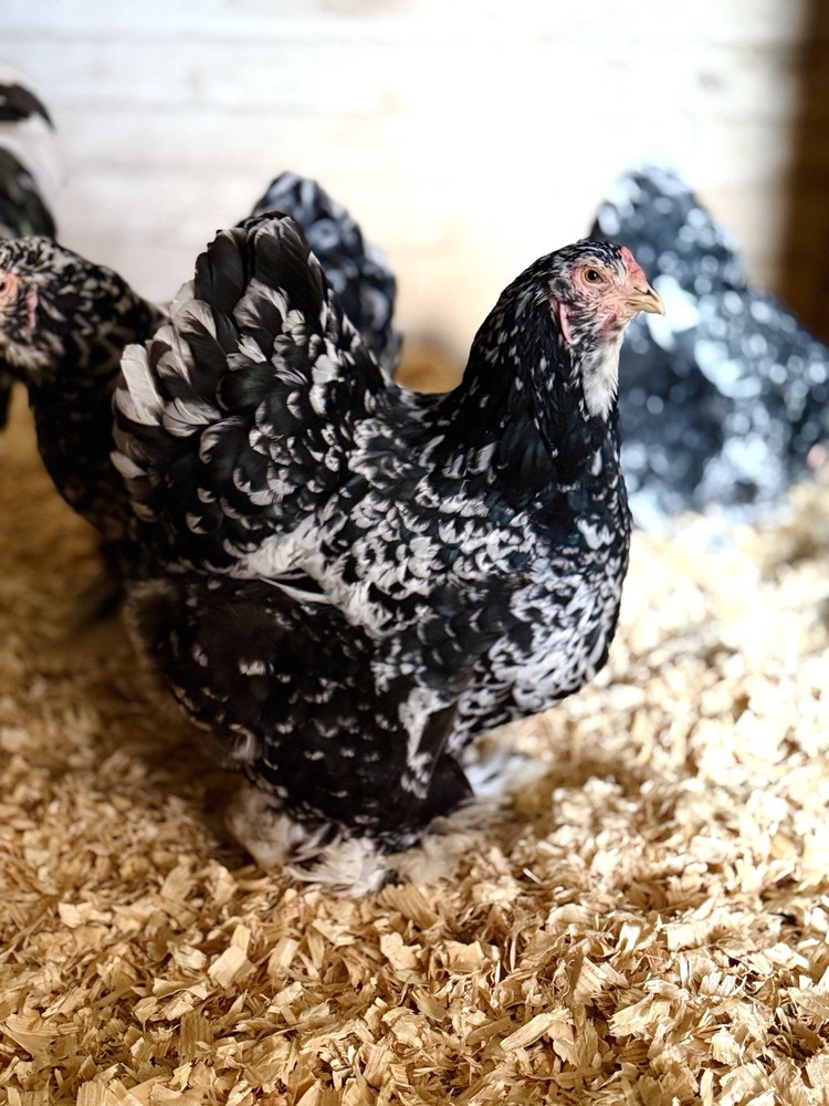 12++ Assorted RARE Color Brahma Hatching Eggs