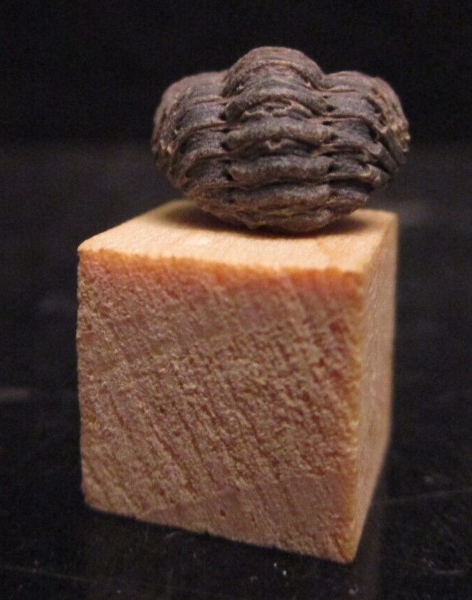 Nearly Perfect Tiny Baby Phacops Pac Man Enrolled Devonian Morocco 2