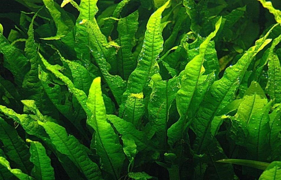 BUY 2 GET 1 FREE Java Fern Microsorum pteropus Live Aquarium Plants BEGINNER