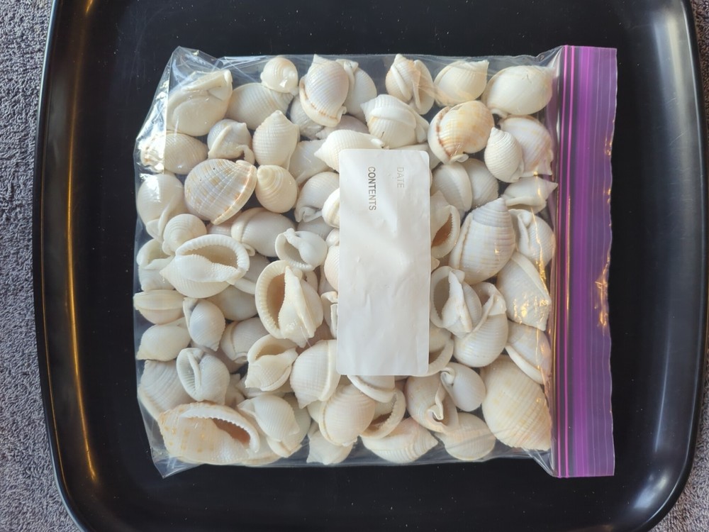 Imperfect Scotch Bonnet shells