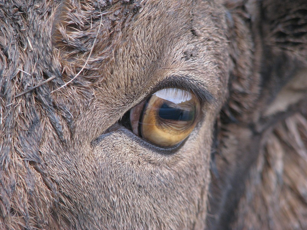 Aoudad Taxidermy Reference Photo Cd