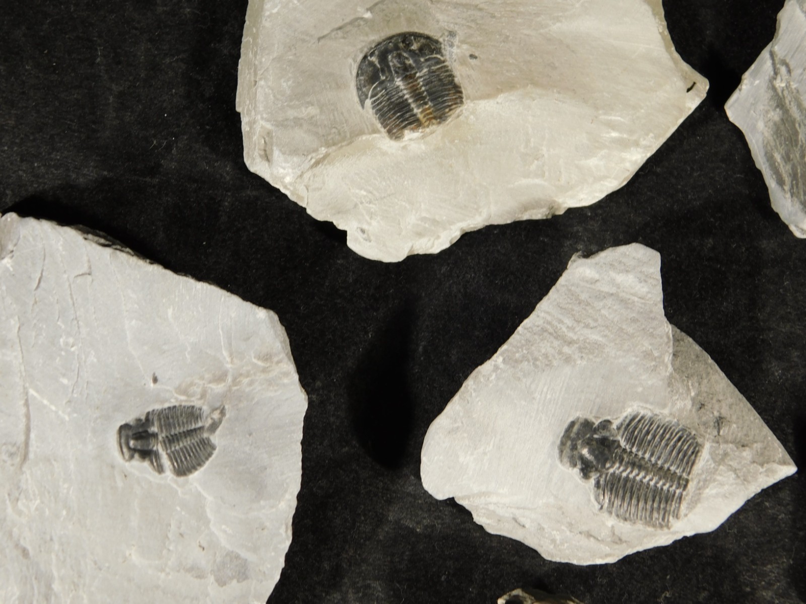 BIG Lot of TEN! 100% Natural Elrathia TRILOBITE Fossils in Matrix Utah 379gr