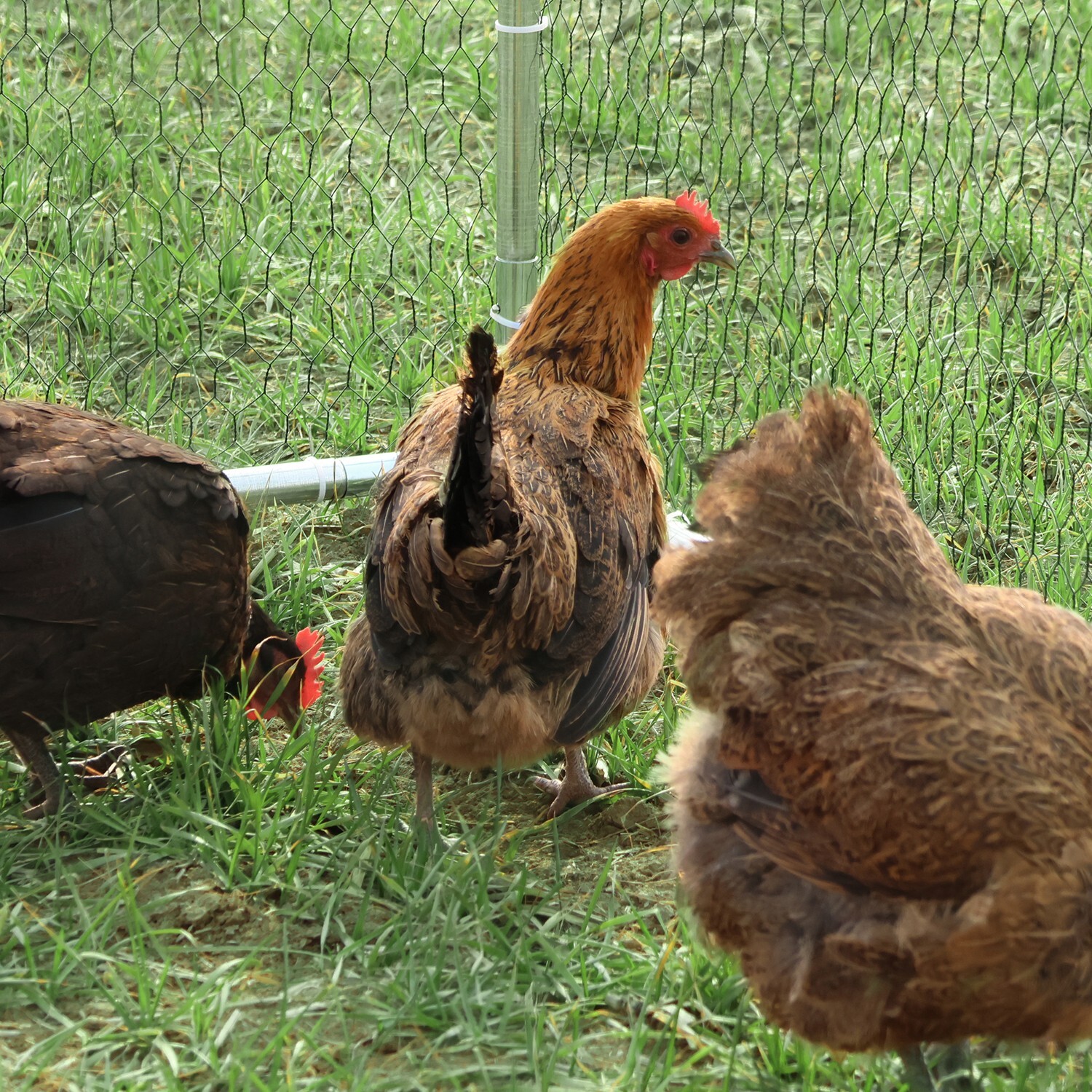 10x10ft Chicken Coop Run Cage Metal Hen House Playpen Enclosures w/Roosting Rack