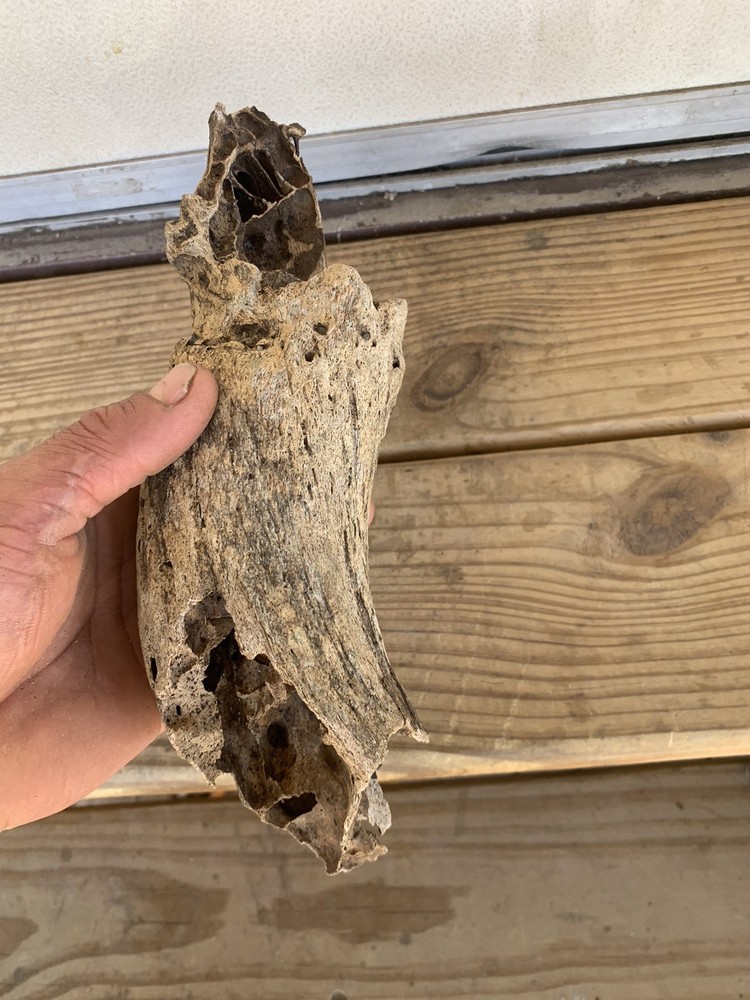 Fossilized bison horn