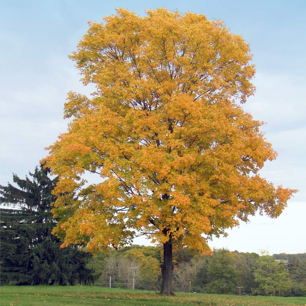 1 Silver Maple Tree 12-24" Acer saccharinum Bare Root