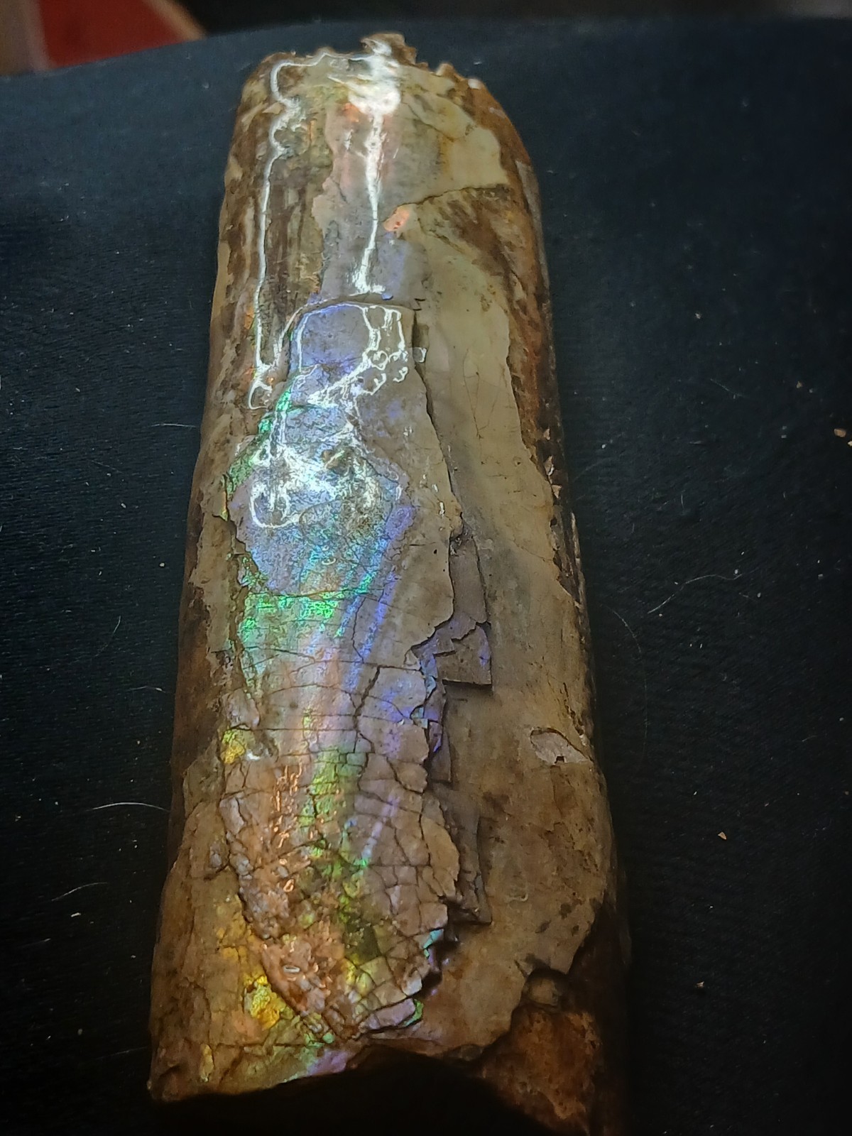 Brilliantly Colored Baculite/Iridescent/Opalized/Ammolite Gemstone