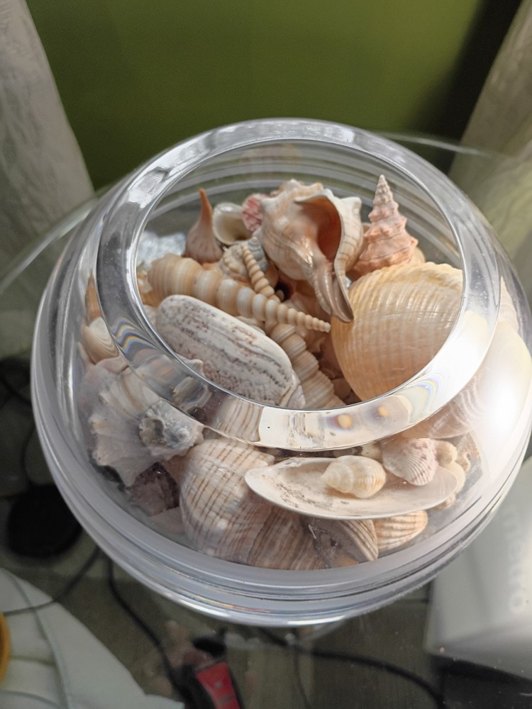 Glass bowl of various Seashells
