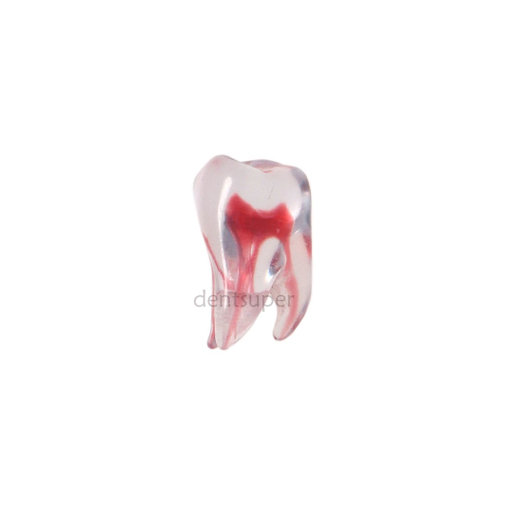Dental Resin Study Endo Root Canal Teeth Model Practice Block RCT Pulp Cavity