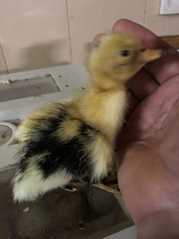 ancona duck eggs, Dozen