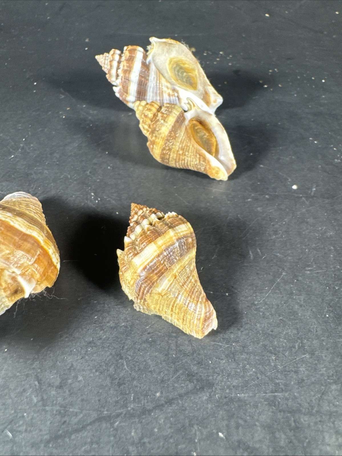 Melongena corona. Collected in Florida Lot Of 5 W/O 36mm To 52mm