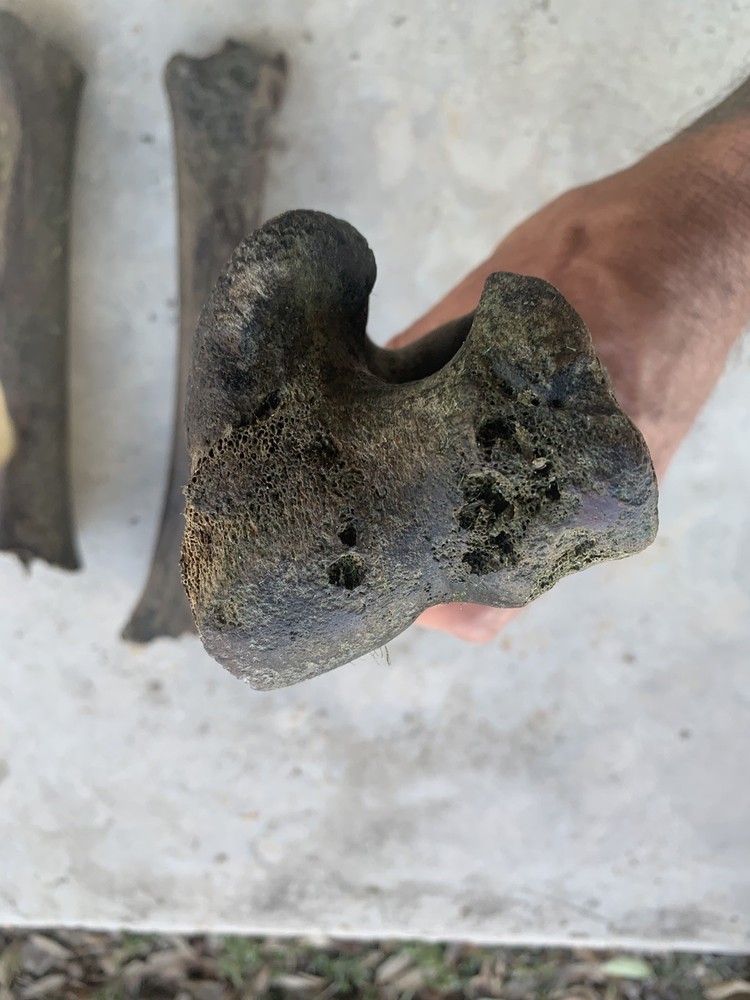 Fossilized Bison Bones