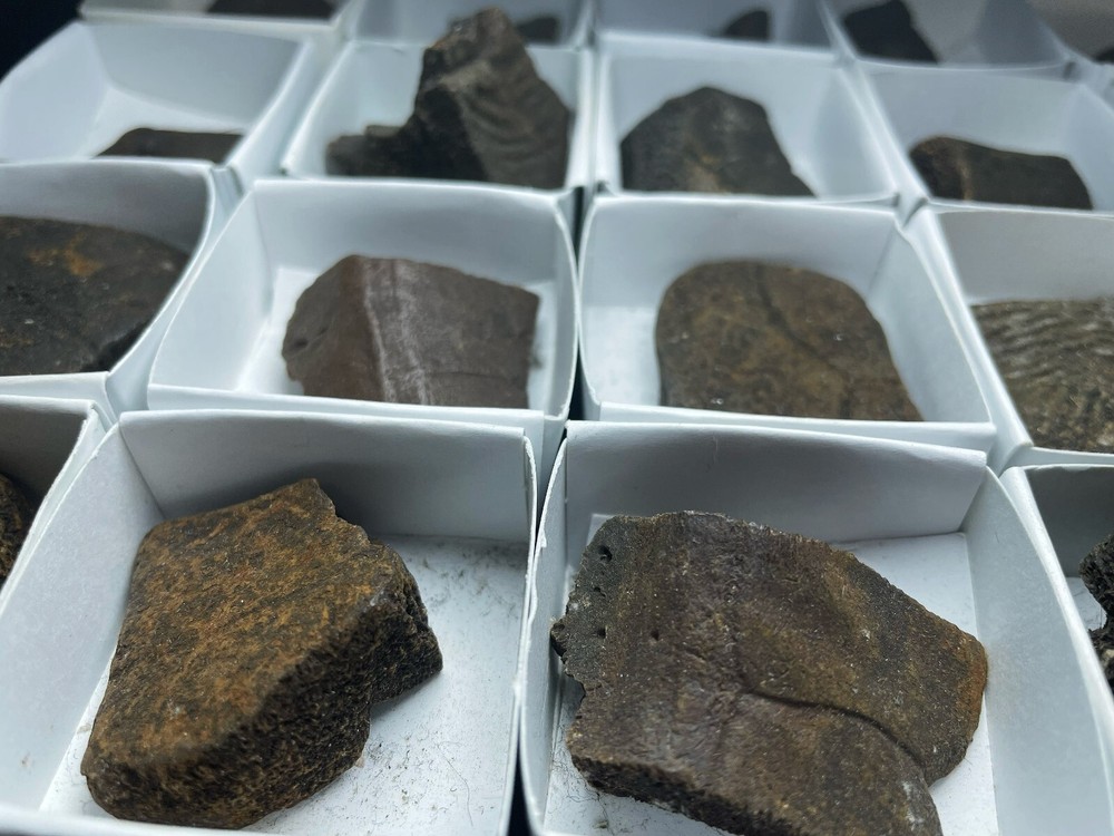 Fossilised Turtle Shell Pleistocene Over 1 Million Years Old