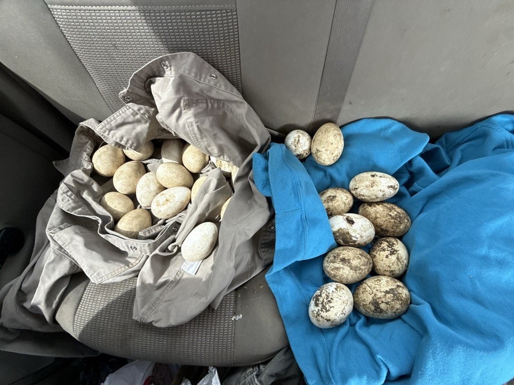 SURPRISE Mixed Chicken, Duck, Goose hatching eggs