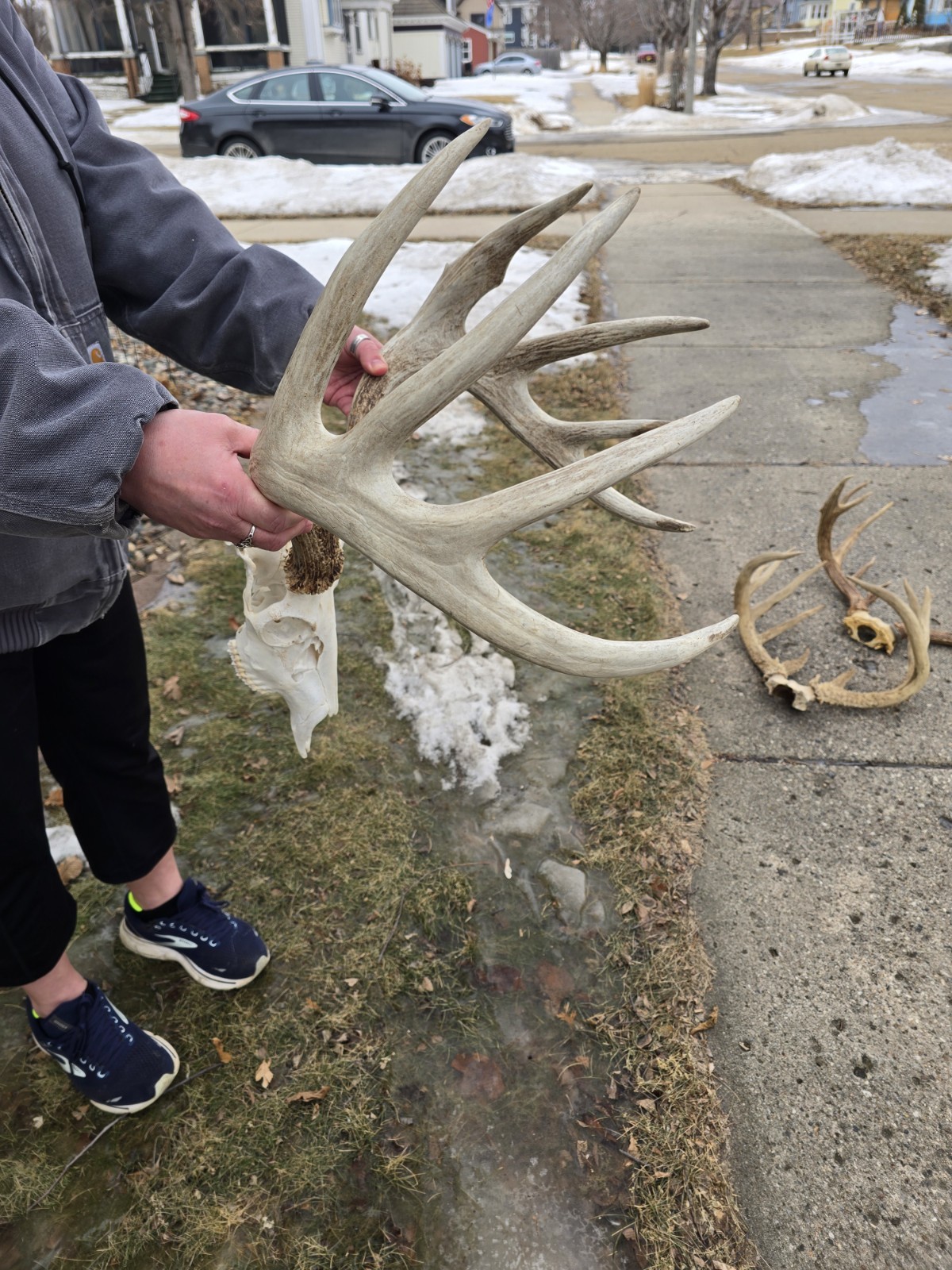 HUGE Wild 10pt 166" Whitetail Deer Skull European Decor Man Cave Taxidermy Buck