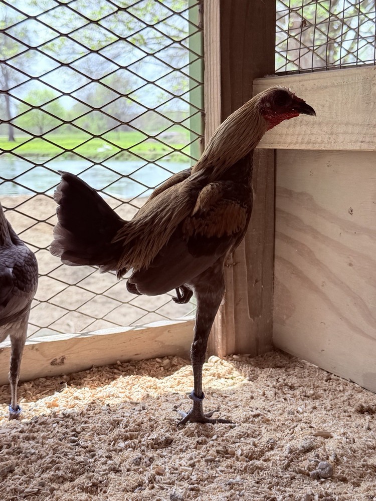 12+ Lemon Blue Modern Game Bantam Hatching Eggs