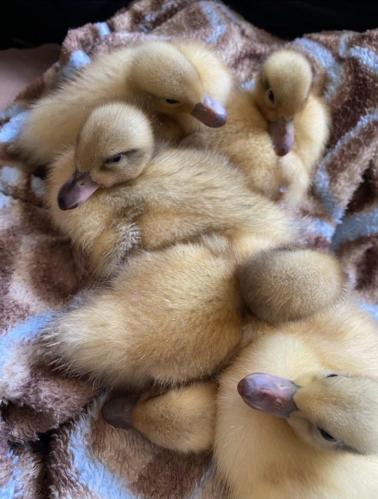 Snowy Call Duck Hatching Eggs- Qty 6 Pet Quality Fertile Call Duck Eggs