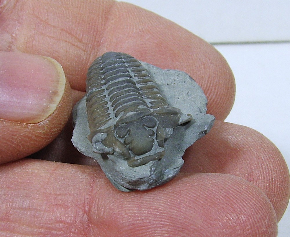 Flexicalymene Trilobite #24