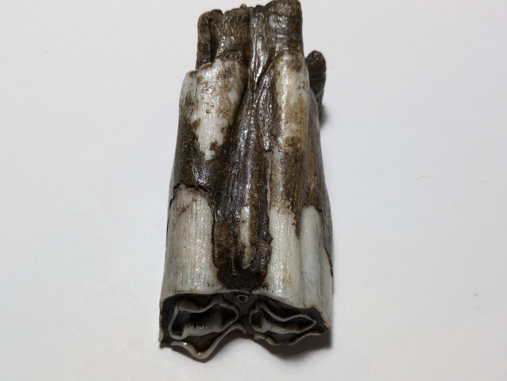 Cow Tooth