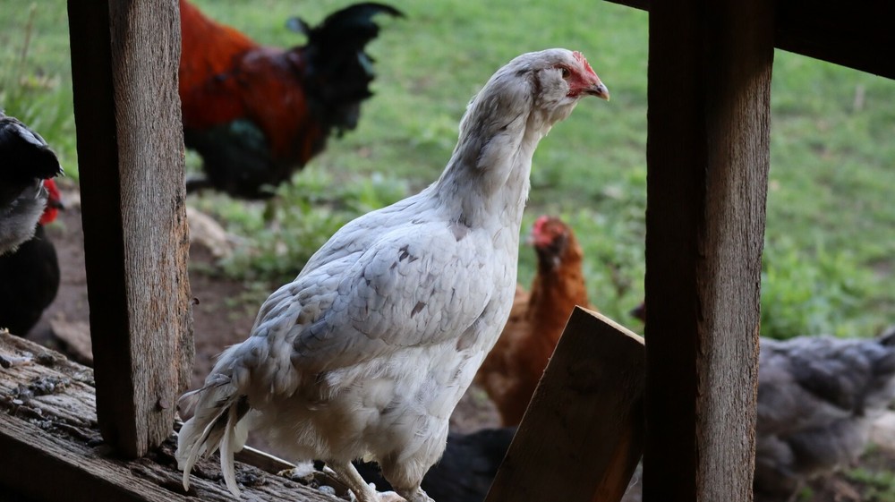 5+ Barnyard Mix Hatching Eggs | Assorted Mix Rare Breeds | TN NPIP CERTIFIED