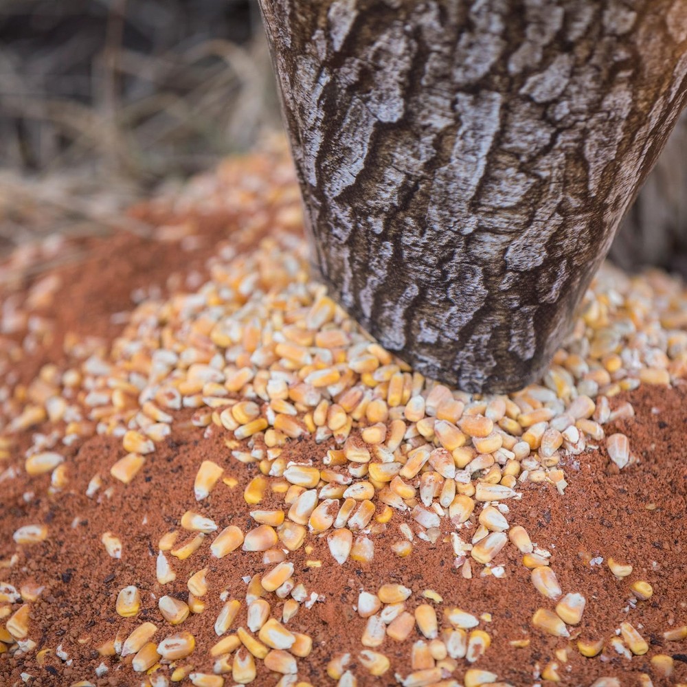 Wildgame Innovations Treehugger Tree Hugger Gravity Deer Feeder 100 -Lb