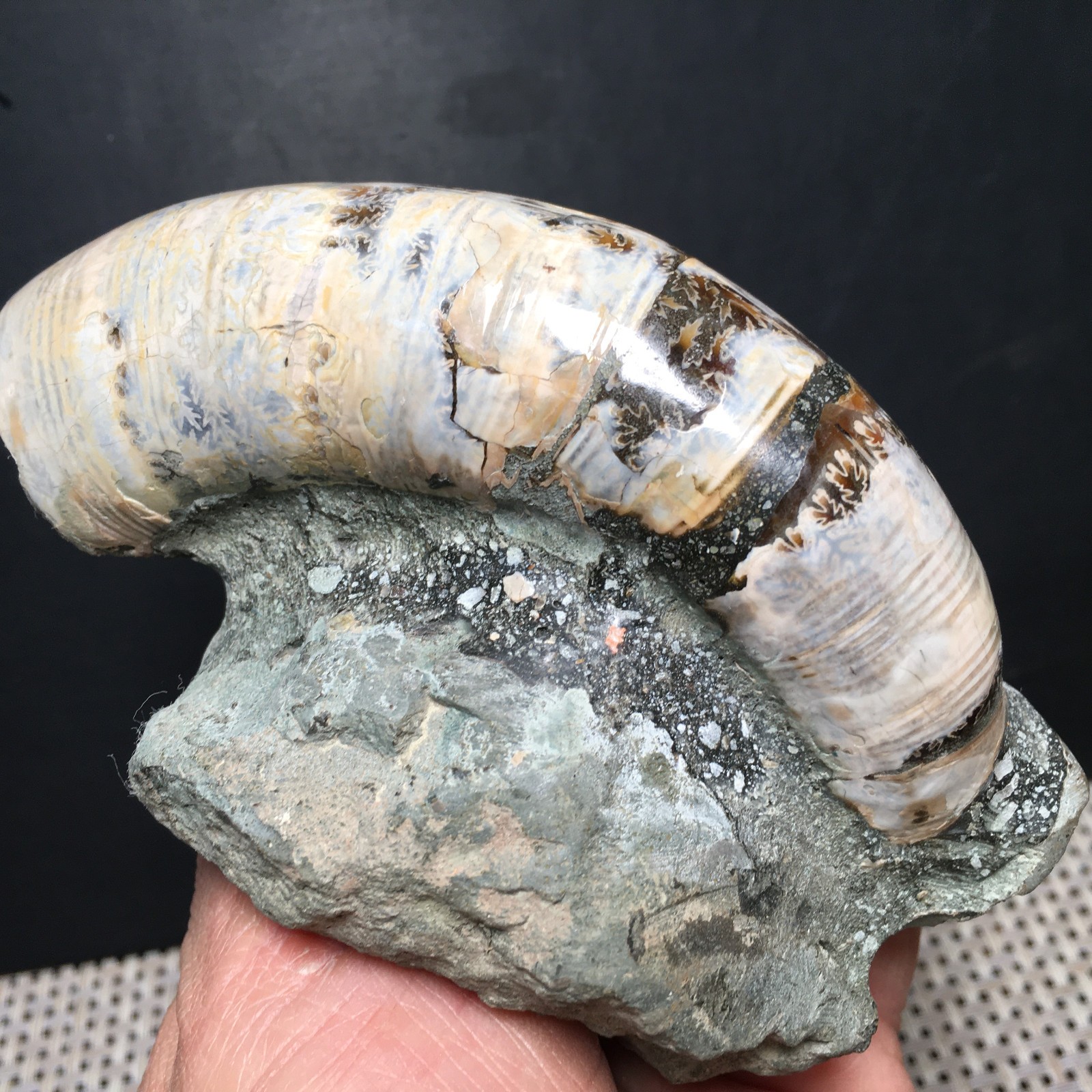 428g natural Carving Home Decoration Specimen Shell Healing md3751