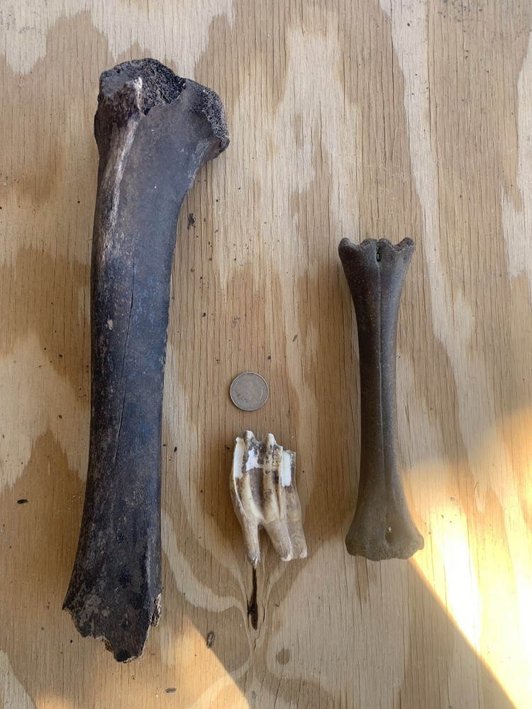 Fossilized Bison Bones