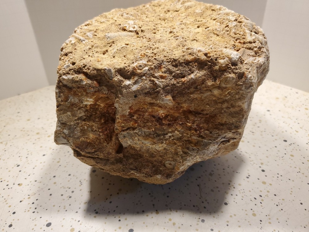 About 11 pound 14 oz Triangular Densely Packed Fossilized Shells Rock thatStands