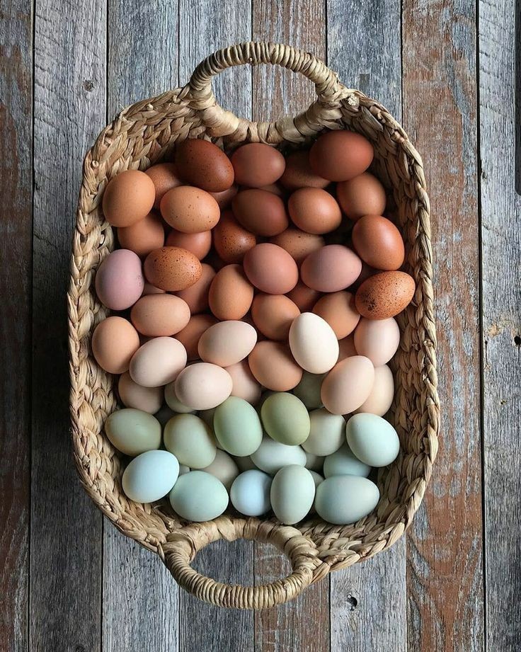 Fertile Rainbow Farm Fresh Assorted Multi-Colored Hatching Chicken Eggs