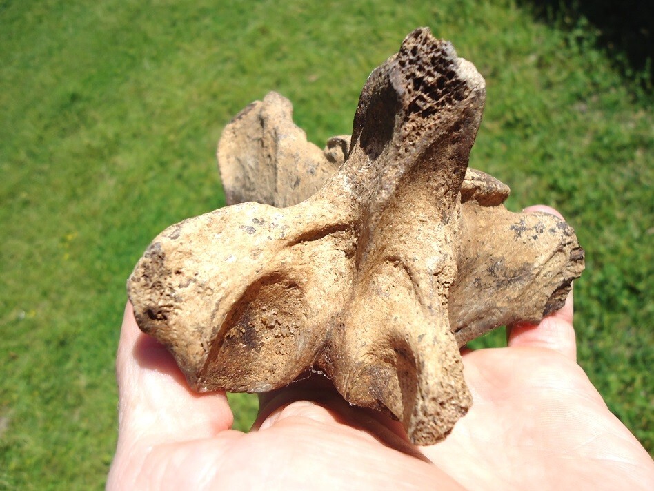 QUALITY SLOTH VERTEBRA BACK BONE FLORIDA FOSSILS ICE AGE EXTINCT CLAW CORE BONES