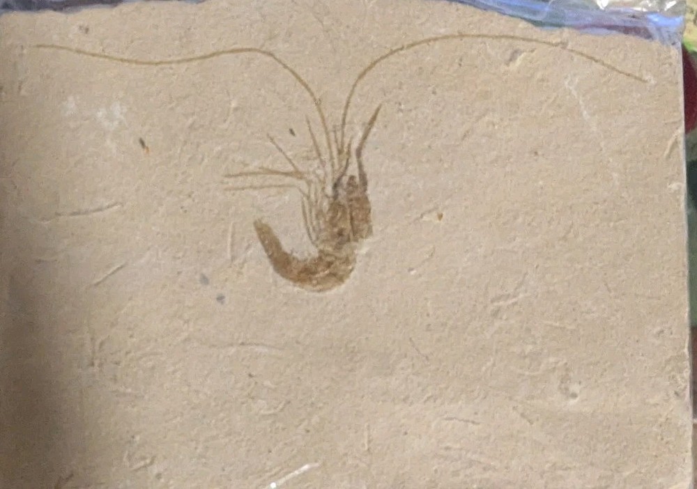 Fossil Carpopenaeus Shrimp - Cretaceous - Lebanon