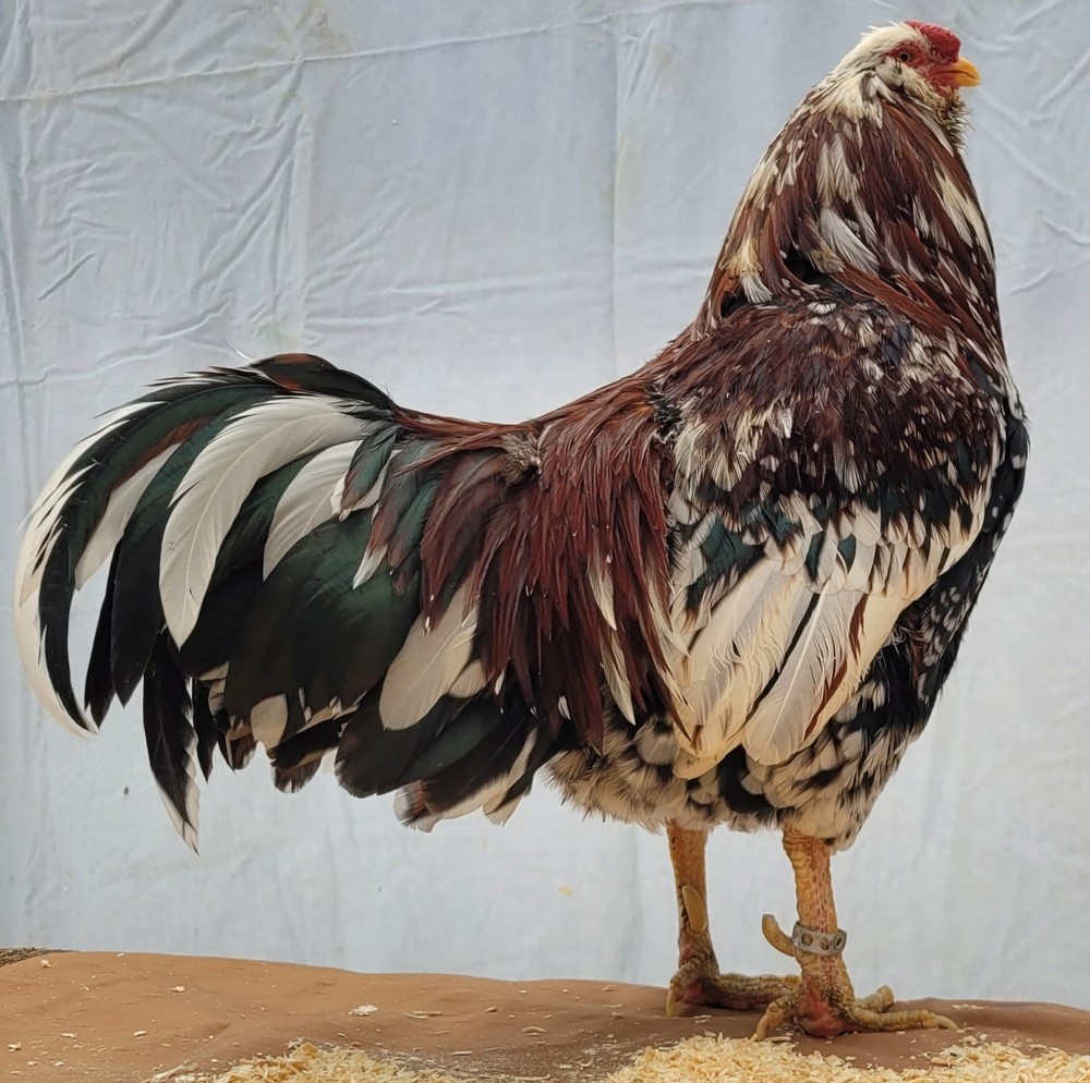 12 Russian Orloff Htching Eggs Npip