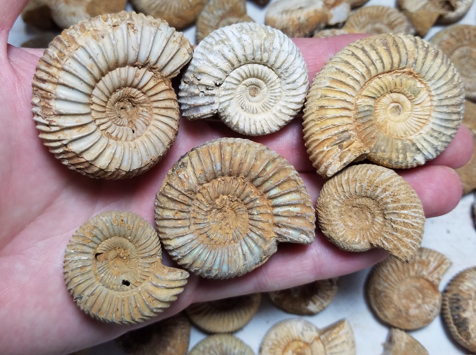 Lot of 25 Detailed Ammonites Bulk Wholesale Morocco Dinosaur Bone Shark Teeth HA