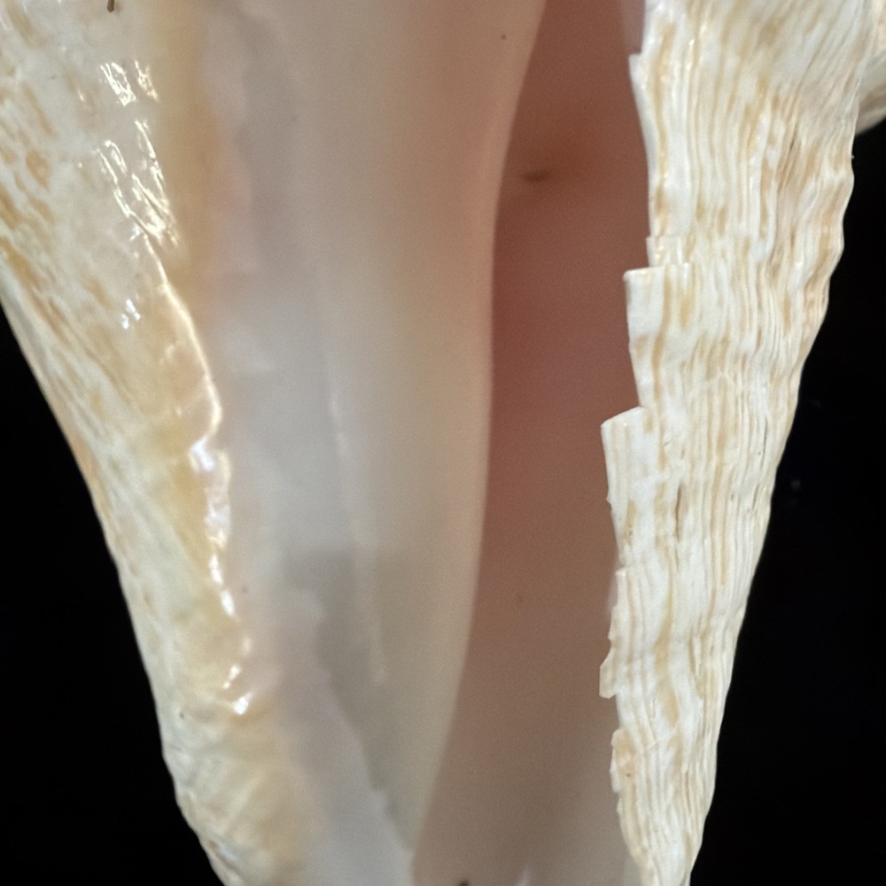 Queen Conch Shell 176.6mm No Collection Data (A666)