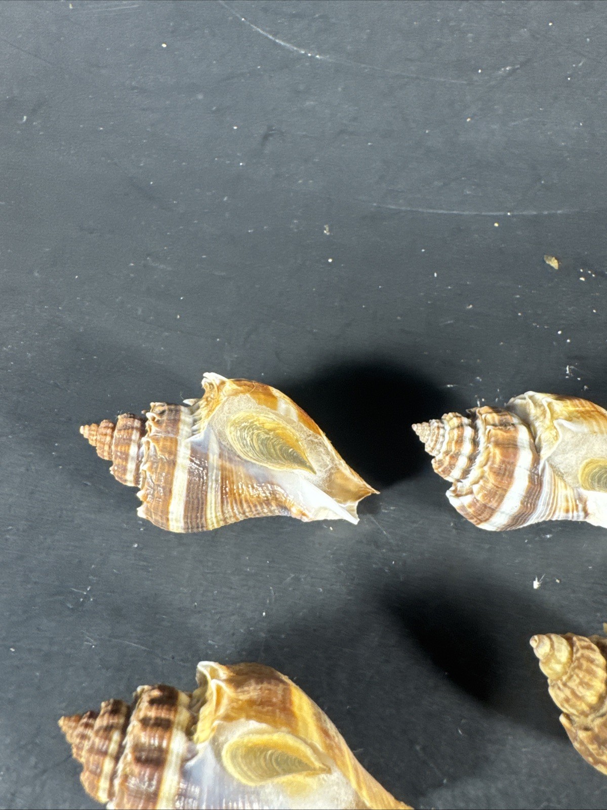 Melongena corona. Collected in Florida Lot Of 5 W/O 36mm To 52mm