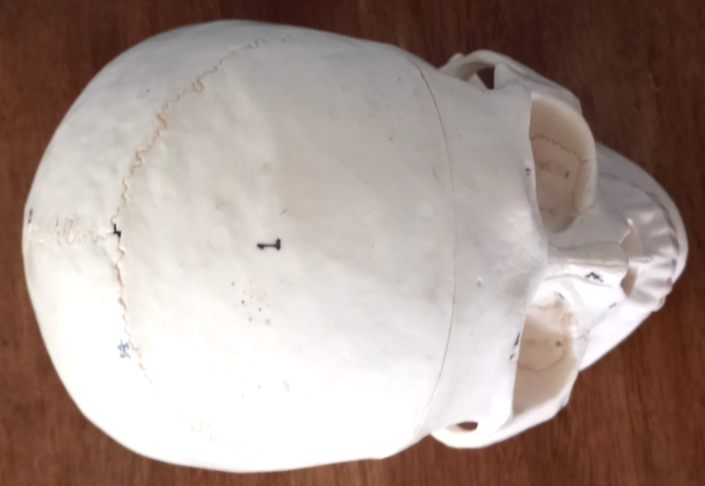 Anatomy - Human Skull lModel