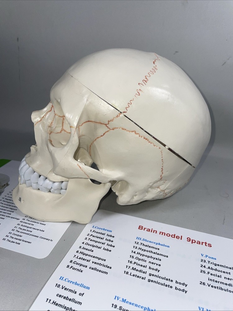 Human Skull Model Anatomical Teaching Skeleton Head Studying Life Size
