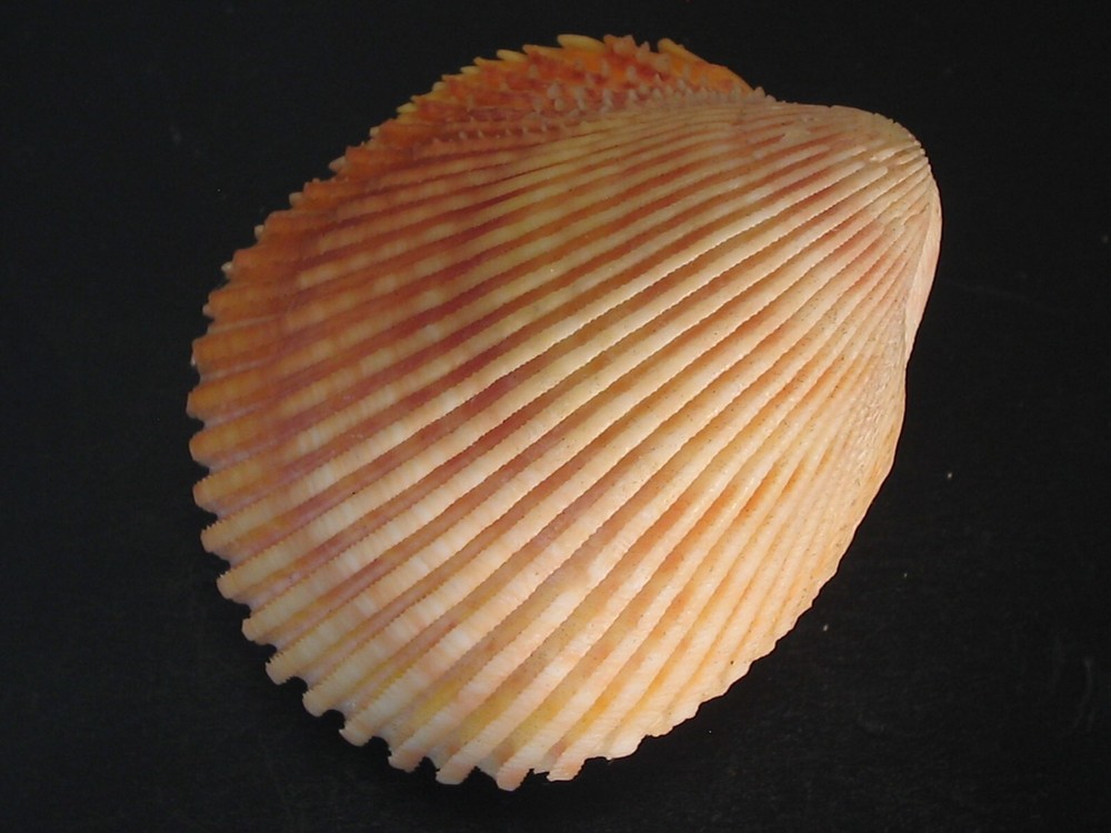 WoW Pattern...VASTICARDIUM ELONGATUM~54.9mm~Indonesia SEASHELL