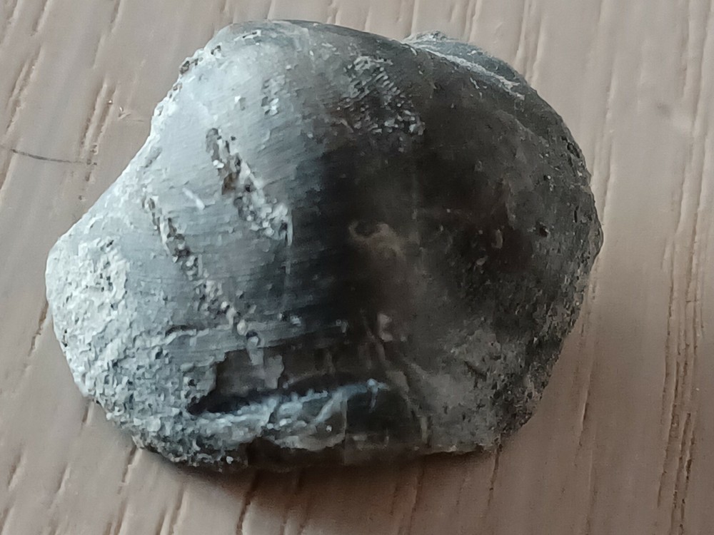 Extremely rare Devonian brachiopod, Eoreticularia Aviceps, Poland, Rocks