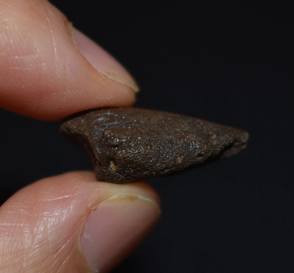 Excellent Small Fossil Tortoise Claw Core/ Toe Bone
