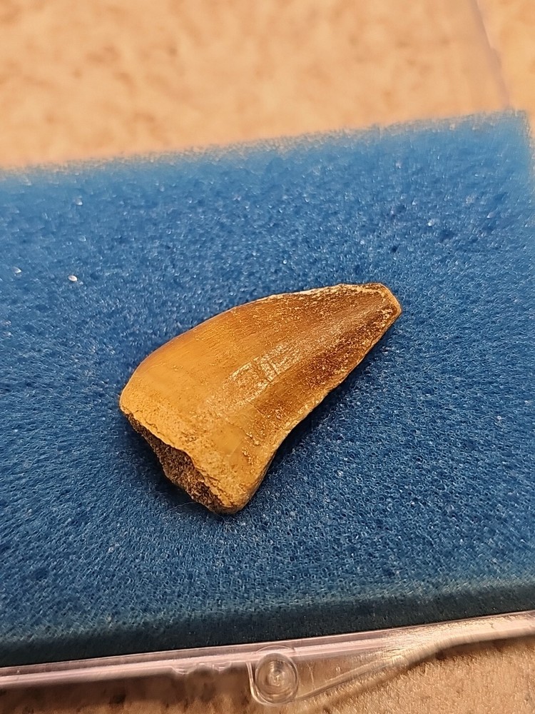 Boxed Fossil Mosasaur Tooth