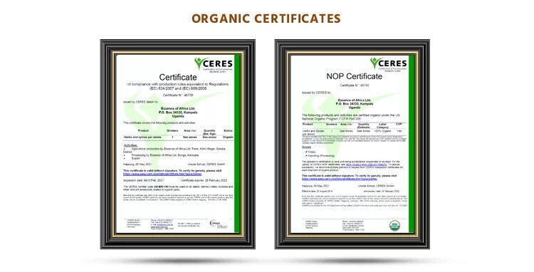 Fresh Organic Vanilla Beans Grade A 5'- 8' - Bulk Vanilla Pods and Vanilla Cuts.